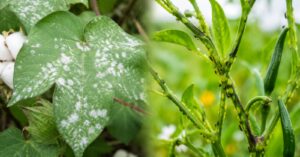 Fungicides vs Insecticides — What Does Your Crop Actually Need?